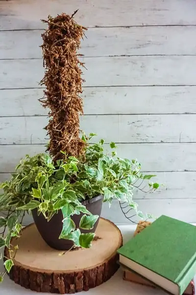 How to make a moss pole - diy moss pole in potted vine plant