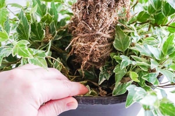 showing sphagnum moss pole fully inserted into centre of potted plant