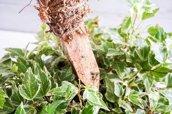 sphagnum moss pole being inserted into centre of potted vine plant