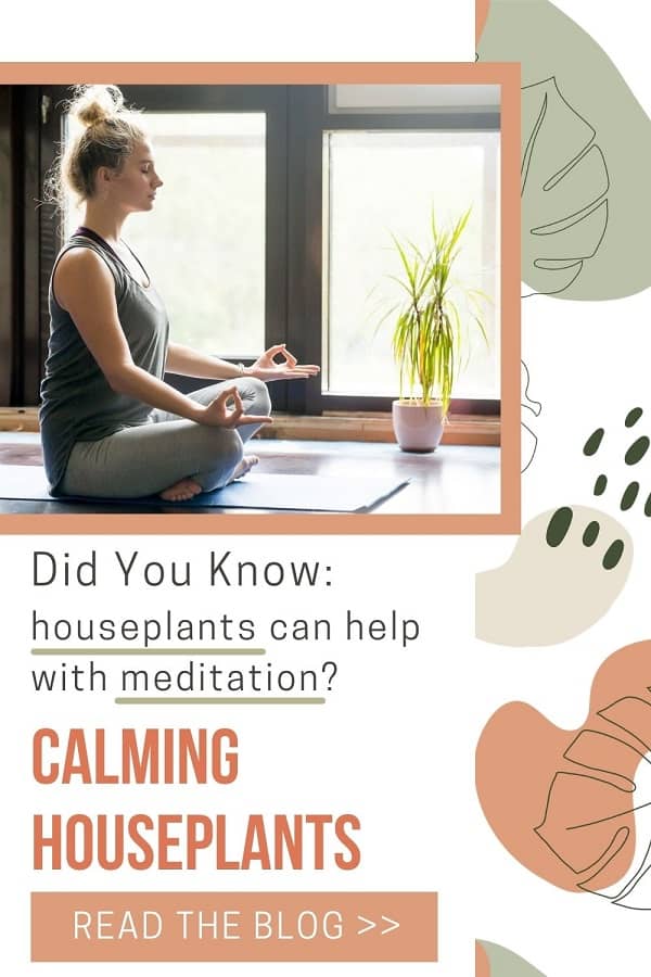 woman meditating with calming houseplant beside her