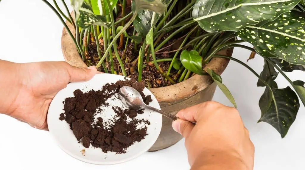 hands scooping fresh coffee grounds off white plate into potted plant