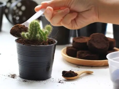 experiment: are coffee grounds good for houseplants - spooning thin layer around potted plant