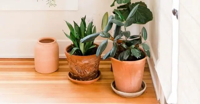 wax plant and snake plant inside terracotta pots