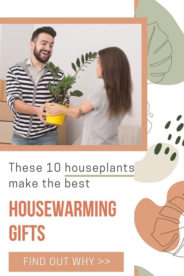 new home owners receiving houseplant housewarming gift