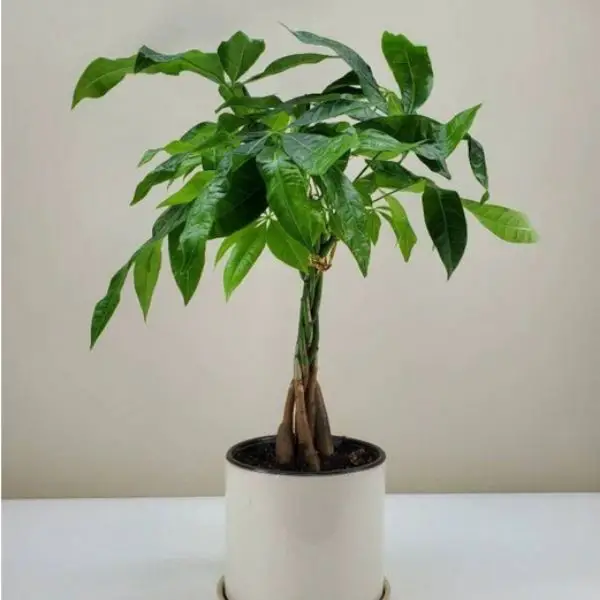frondandfolia moneytree