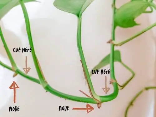 illustration of where to cut philodendron for rooting