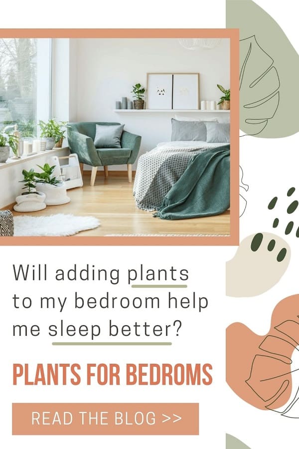 Various houseplants by windowsill in relaxing bedroom