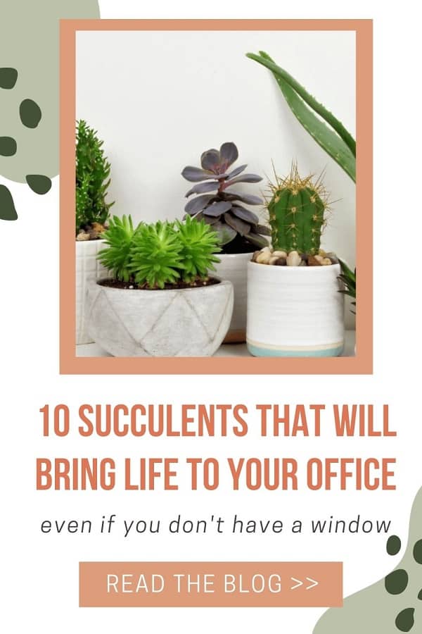 group of the best succulents for office
