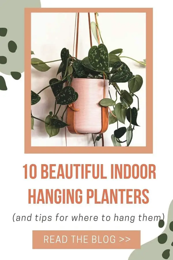 leather indoor plant hangers with pink pots