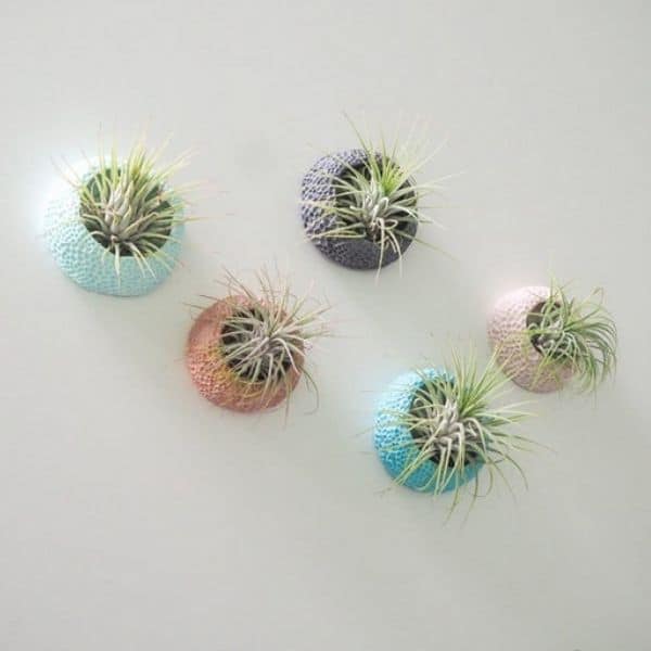 Jellyfish Air Plant Holder