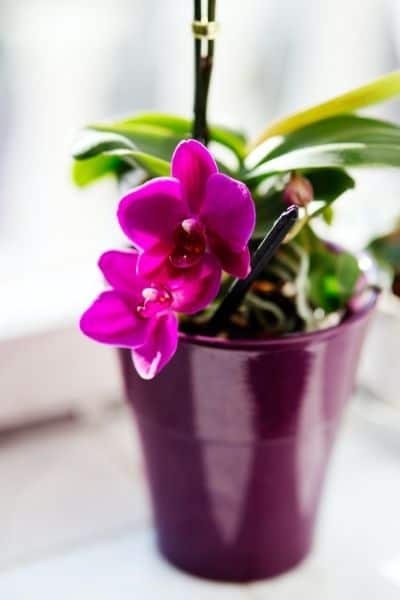 Purple Orchid