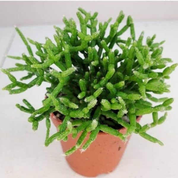 Rhipsalis Succulent