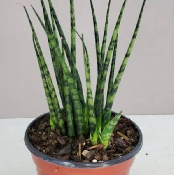 How To Care For Snake Plant - The Ultimate Guide