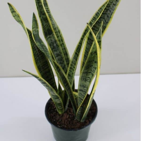 Variegated Snake Plant 1