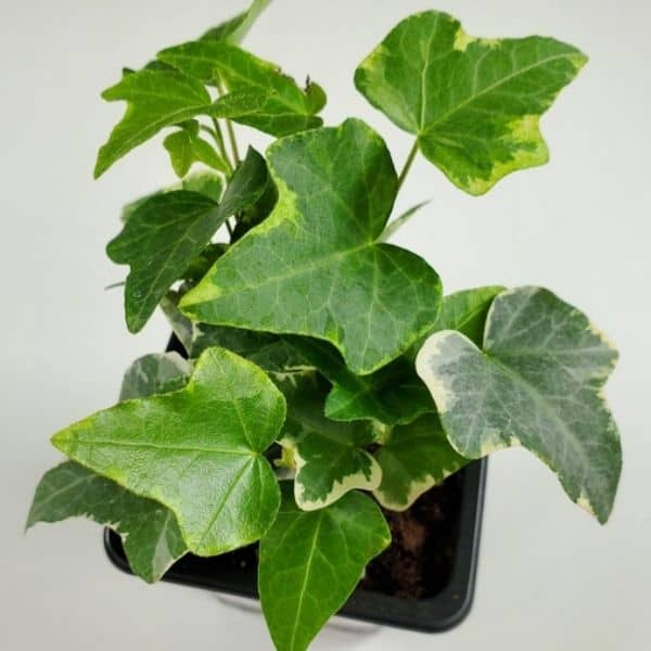 hedera helix ivy plant