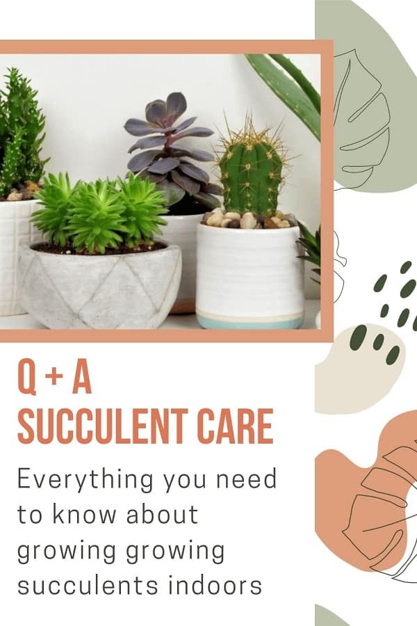 Easily Grow Succulents Indoors: Answers To Common Questions | Plantiful Interiors