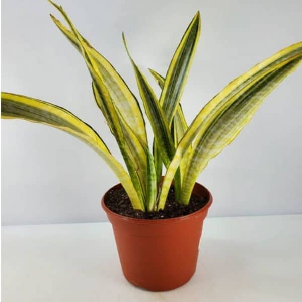 How To Care For Snake Plant - The Ultimate Guide