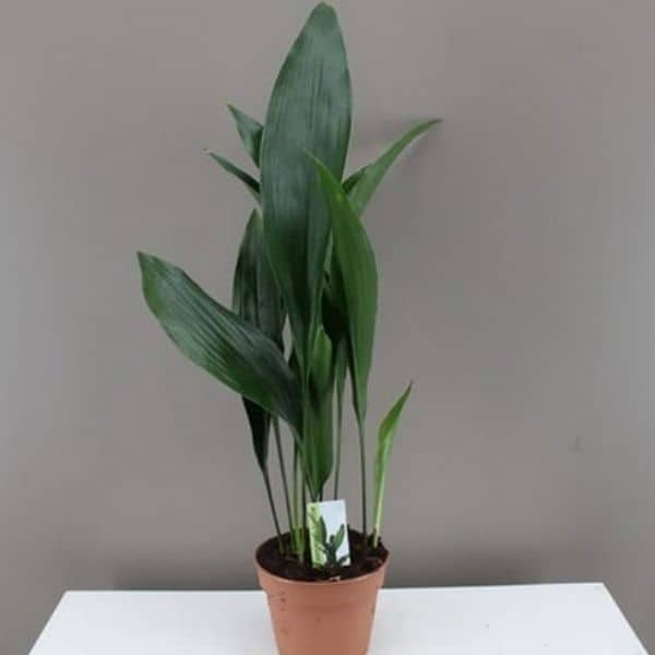 Aspidistra Elatior Cast Iron Plant