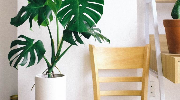 Low Light Plants for Offices to Brighten up your Space | Plantiful Interiors