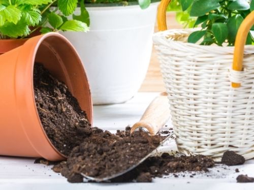 potting soil spilling out of tipped terracotta pot