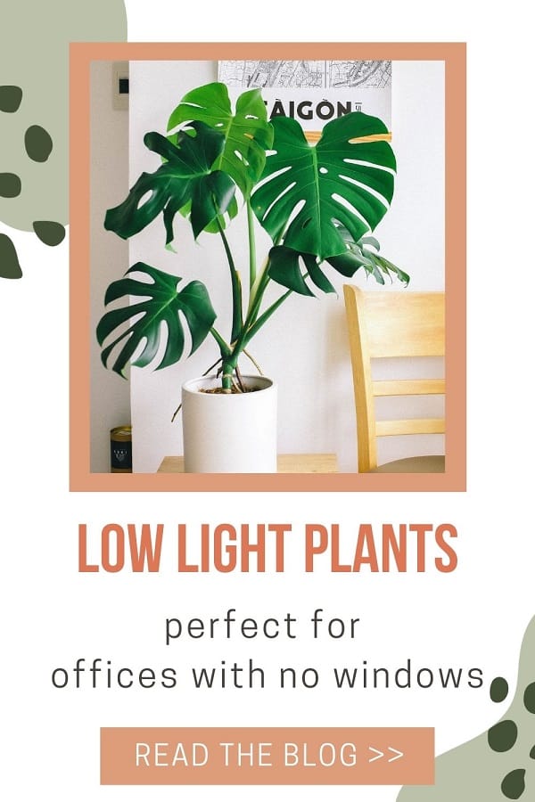 Low Light Plants for Offices to Brighten up your Space | Plantiful Interiors