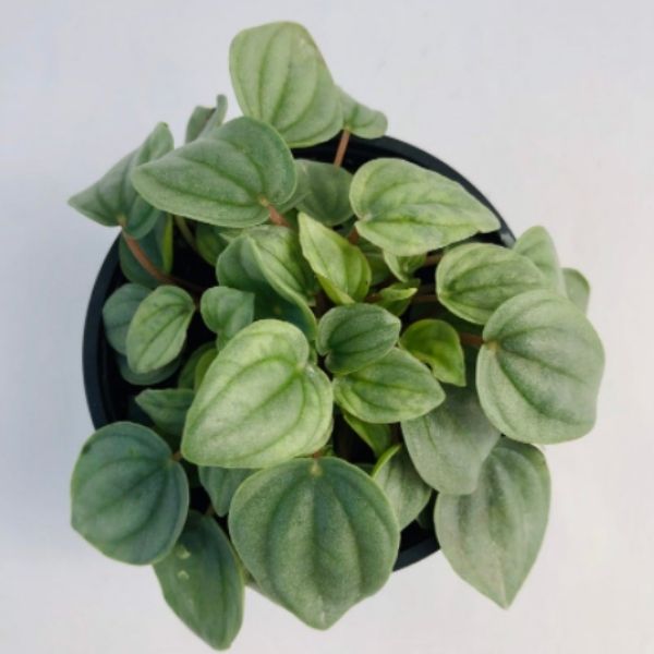 peperomia silver