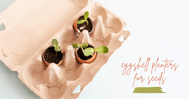 tiny plants growing in eggshells