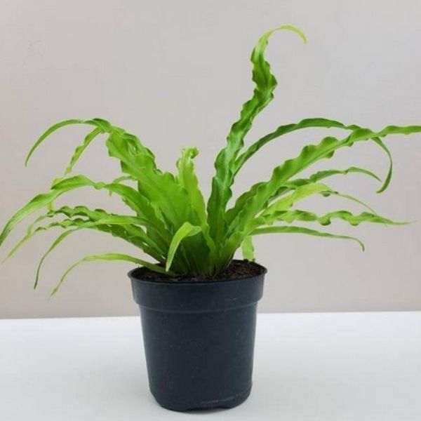 BirdsNestFern