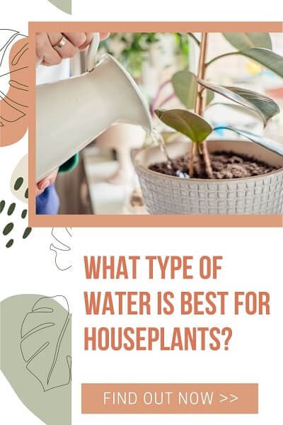 Is Distilled Water For Houseplants The Best? | Plantiful Interiors