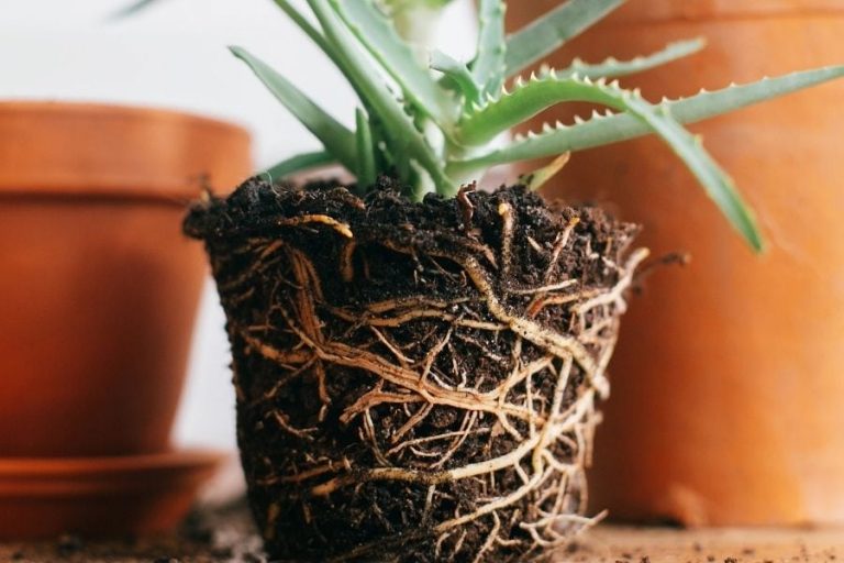 How To Prevent Root Rot + Signs &amp; Treatment of Root Rot in