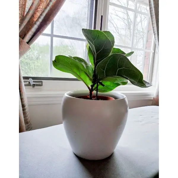 small fiddle leaf fig in white ceramic pot