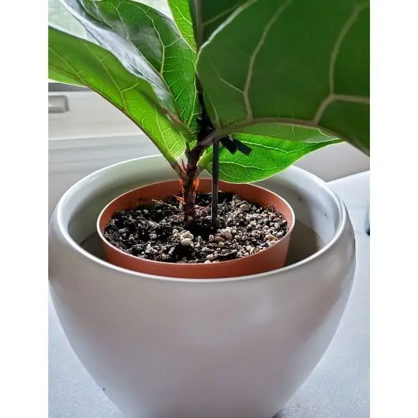 small fiddle leaf fig in plastic pot inside larger white ceramic pot