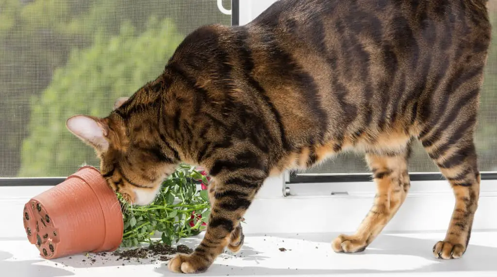 cat playing with indoor plant on windowsil