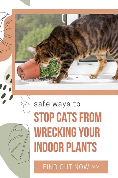 Keep Plants Cats Safe How To Keep Cats Out Of House Plants Plantiful Interiors