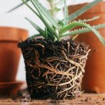 close up of aloe vera roots from potted plant