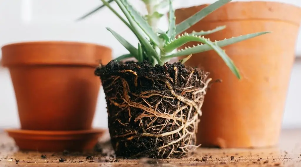 close up of aloe vera roots from potted plant