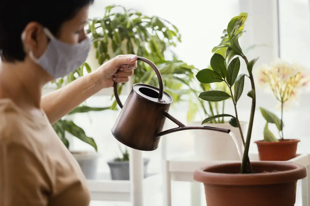 Is Distilled Water For Houseplants The Best? | Plantiful Interiors