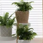 10 Types of Ferns For Indoors + How To Easily Care For Them | Plantiful Interiors