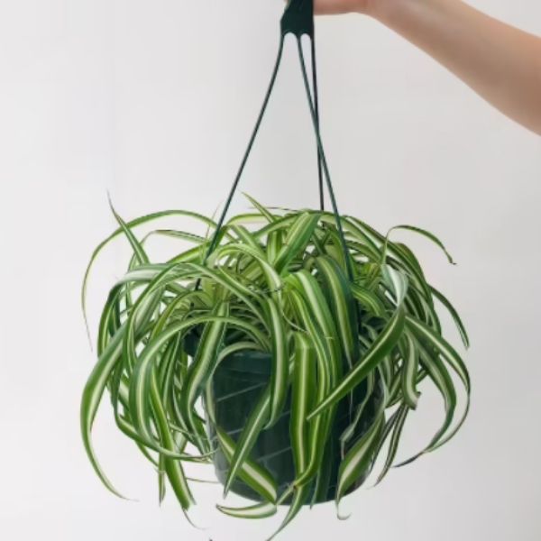 BelleDecorDesigns Spider Plant