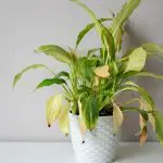 Are Your Indoor Plants Dying? Do This To Revive Them - Plantiful Interiors