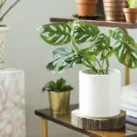How to Pick the Best Air Purifying Indoor Plant for Your Home | Plantiful Interiors