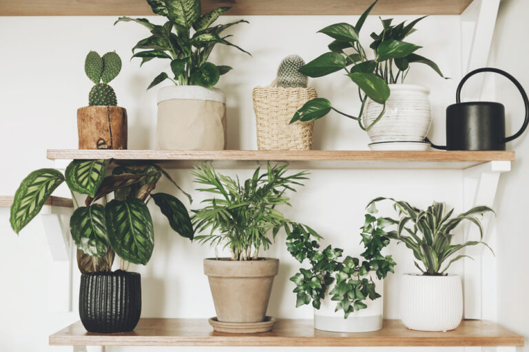 10 Best Indoor Plants for House + A Guide To Choosing Them