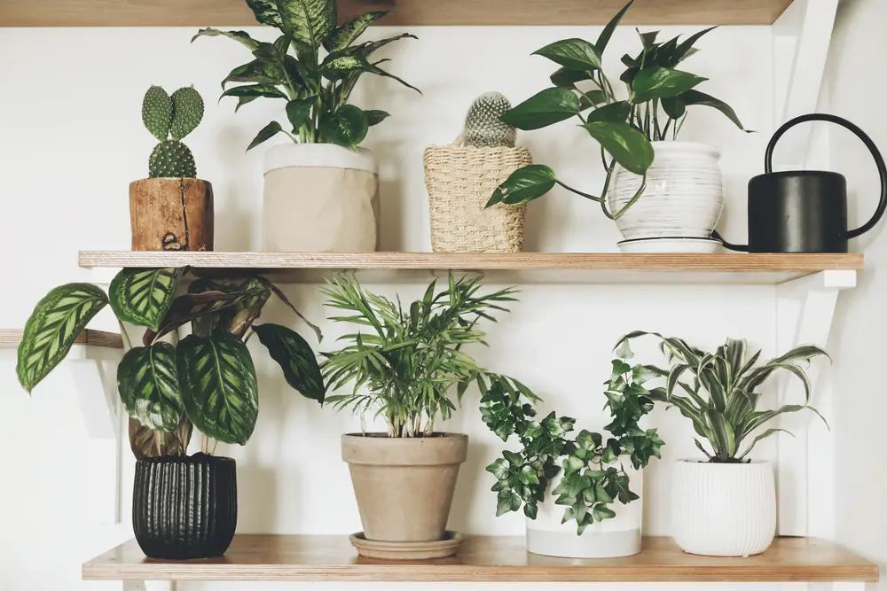 The Ultimate Guide to Choosing Indoor Plants for House | Plantiful Interiors