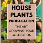 House Plants Propagation: The Art of Growing Your Collection | Plentiful Interiors