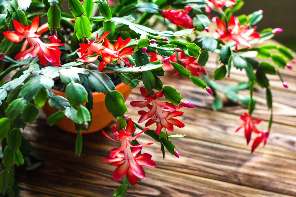 Deck The Halls with These 6 Amazing Plants for Decorating | Plantiful Interiors