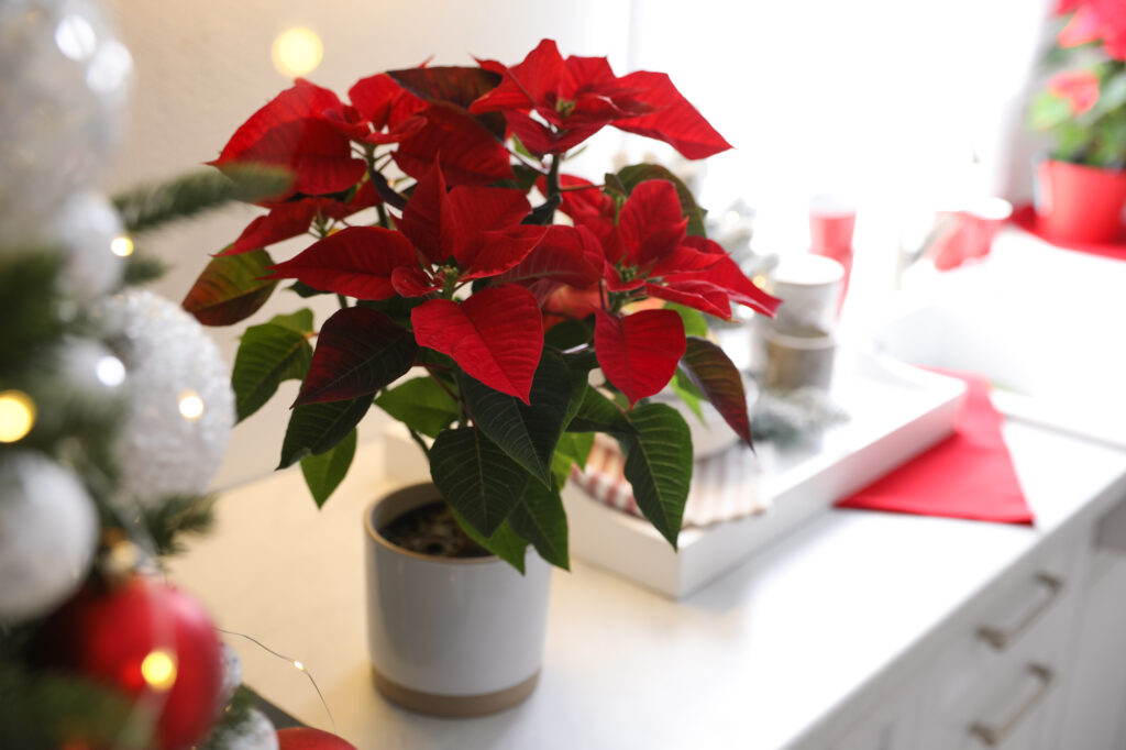 Deck The Halls with These 6 Amazing Plants for Decorating | Plantiful Interiors