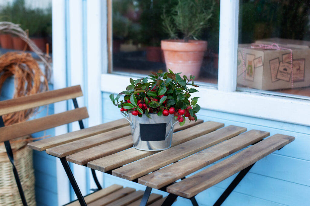 Deck The Halls with These 6 Amazing Plants for Decorating | Plantiful Interiors