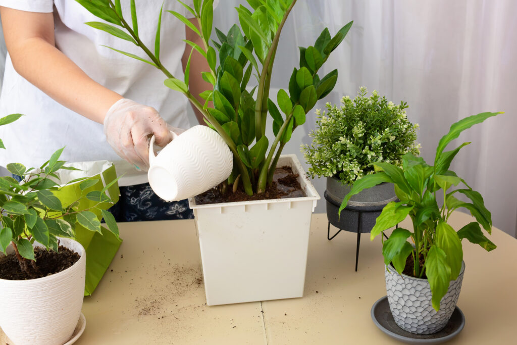 How to Repot a Plant in 7 Easy Steps: A Hassle-free Guide | Plantiful Interiors