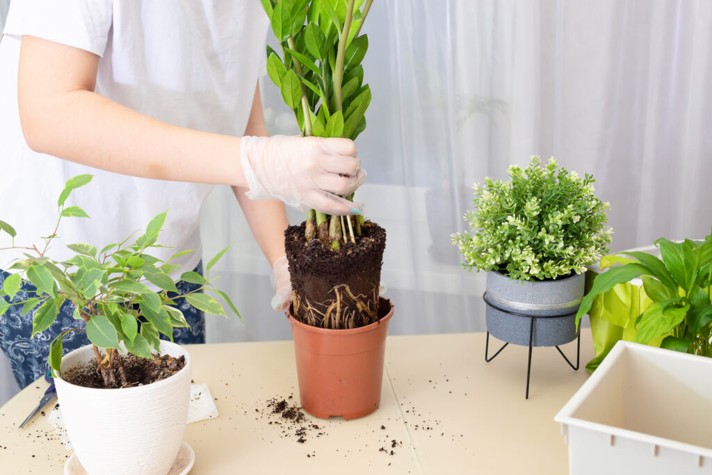 How to Repot a Plant in 7 Easy Steps: A Hassle-free Guide | Plantiful Interiors