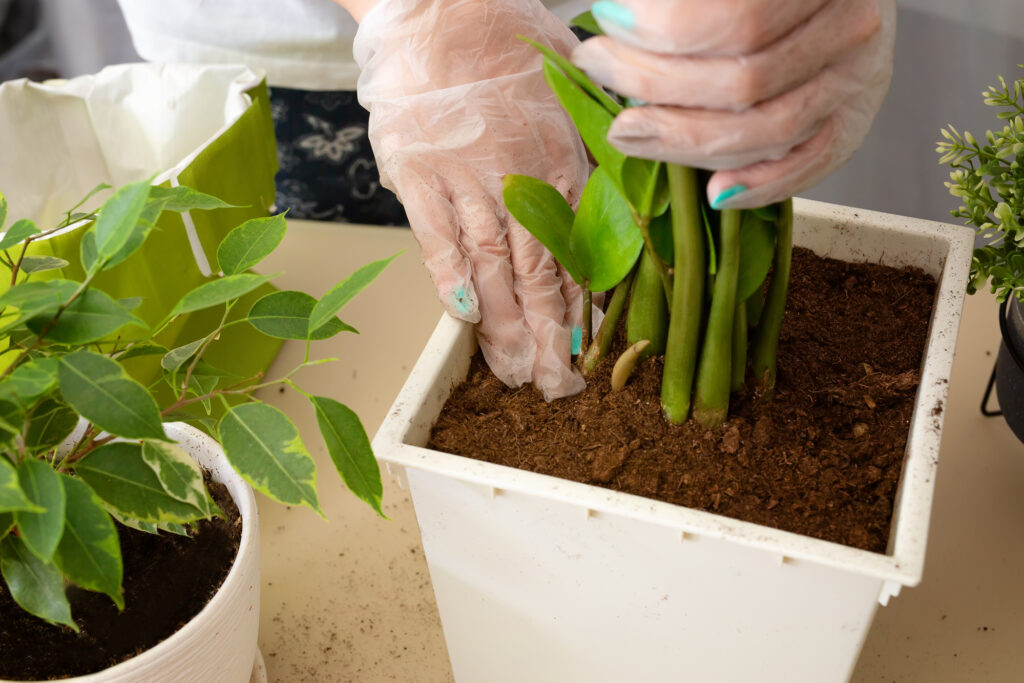 How to Repot a Plant in 7 Easy Steps: A Hassle-free Guide | Plantiful Interiors